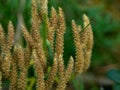 Macro shot of yellow forest saprophyte. Selective focus.