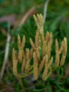 Macro shot of yellow forest saprophyte. Selective focus. Royalty Free Stock Photo