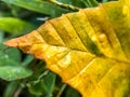 Macro shot of yellow leaf against a green background Royalty Free Stock Photo