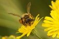 Macro shot of a Yellow legged mining bee working on a yellow flower Royalty Free Stock Photo