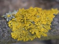 Macro shot of yellow lichen, Xanthoria parietina, common orange lichen, yellow scale, maritime sunburst lichen and shore Royalty Free Stock Photo