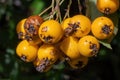 Macro shot of yellow loquat berry maturing under the sun in the garden on blurry background