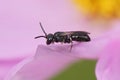 Macro shot of a Yellow masked solitary bee on a pink flower leaf Royalty Free Stock Photo