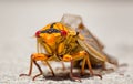 Macro shot of a yellow monday cicada