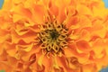 Macro shot of yellow or orange Tagetes or marigold flower petals for background Royalty Free Stock Photo