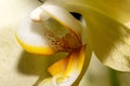 Macro shot of yellow Orchid flower with soft focus. and shadows. Royalty Free Stock Photo