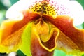 Macro shot of a yellow and red Canna LIly flower in a garden Royalty Free Stock Photo