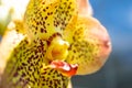 Macro shot of a yellow and red Canna LIly flower in a garden Royalty Free Stock Photo