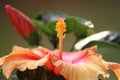 Macro shot of a yellow-red Hibiscus flower on the blurred background Royalty Free Stock Photo