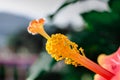 Macro shot of a yellow stamen flower on a blurred background Royalty Free Stock Photo