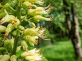 Macro shot of yellow to green flowers with long stamens of the Ohio buckeye Aesculus glabra in bright sunlight in spring Royalty Free Stock Photo