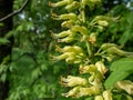 Macro shot of yellow to green flowers with long stamens of the Ohio buckeye Aesculus glabra in bright sunlight in spring Royalty Free Stock Photo