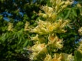 Macro shot of yellow to green flowers with long stamens of the Ohio buckeye Aesculus glabra in bright sunlight in spring Royalty Free Stock Photo