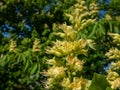 Macro shot of yellow to green flowers with long stamens of the Ohio buckeye Aesculus glabra in bright sunlight in spring Royalty Free Stock Photo