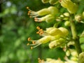 Macro shot of yellow to green flowers with long stamens of the Ohio buckeye Aesculus glabra in bright sunlight in spring Royalty Free Stock Photo
