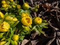 Macro shot of yellow winter aconite Eranthis hyemalis `Flore Pleno`, a variation with fully double yellow flowers, emerging fr