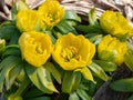 Macro shot of yellow winter aconite Eranthis hyemalis `Flore Pleno`, a variation with fully double yellow flowers, emerging fr