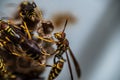 Macro shot of yellowjackets on a blurry background Royalty Free Stock Photo