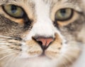 A macro shot of a young tabby cat`s face Royalty Free Stock Photo