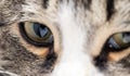 A macro shot of a young tabby cat`s face Royalty Free Stock Photo