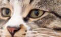 A macro shot of a young tabby cat`s face Royalty Free Stock Photo