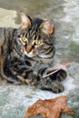 A macro shot of a young tabby cat`s face. Royalty Free Stock Photo