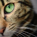 A macro shot of a young tabby cat`s face. Focus on his gorgeous green eyes Royalty Free Stock Photo