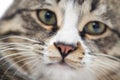 A macro shot of a young tabby cat`s face Royalty Free Stock Photo