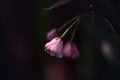 Macro shot of young unopened flowers of sakura tree