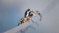 Macro shot of a zebra spider on a gray surface Royalty Free Stock Photo