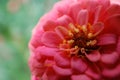 Zinnia Flower