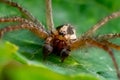 Macro shot of Zora spinimana, a prowling spider of the family Miturgidae. Royalty Free Stock Photo