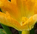 Macro shot on zucchini blossom.