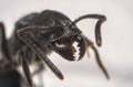 Macro shots close-up a black ant head