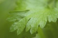 Macro shots a coriander leaf close-up image