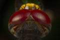 Macro shots dragonfly back top head close-up Royalty Free Stock Photo