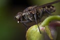 Macro shots a fly resting on the flower bud Royalty Free Stock Photo