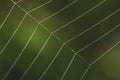 Macro shots spider web close-up image Royalty Free Stock Photo