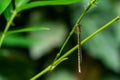 Macro of Siberian Winter Damsel Sympecma paedisca. Damselfly sits on a green bamboo stalk. Beautiful dragonfly Royalty Free Stock Photo