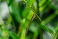 Macro of Siberian Winter Damsel Sympecma paedisca. Damselfly sits on a green bamboo stalk. Beautiful dragonfly Royalty Free Stock Photo