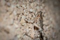 Macro side shot of a locust standing on a rough wall illuminated by a warm, glowing light