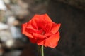 Macro side top view from a red rose blossom Royalty Free Stock Photo