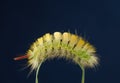 Yellow caterpillar on grass curve Royalty Free Stock Photo