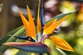 Macro, side view of a bird of paradise flower. Royalty Free Stock Photo