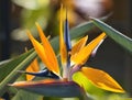 Macro, side view of a bird of paradise flower. Royalty Free Stock Photo