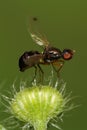 Macro side view of a black Caucasian fly ants on a fluffy bud in