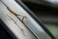 Praying Mantis Closeup on Side of Car