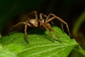 Macro side view of a brown spider Caucasian Solpuga in the shade Royalty Free Stock Photo