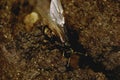 Macro side view of Caucasian brown formic uterus with great wing