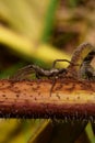 Macro side view of a beige caucasian Solpuga spider sitting on a